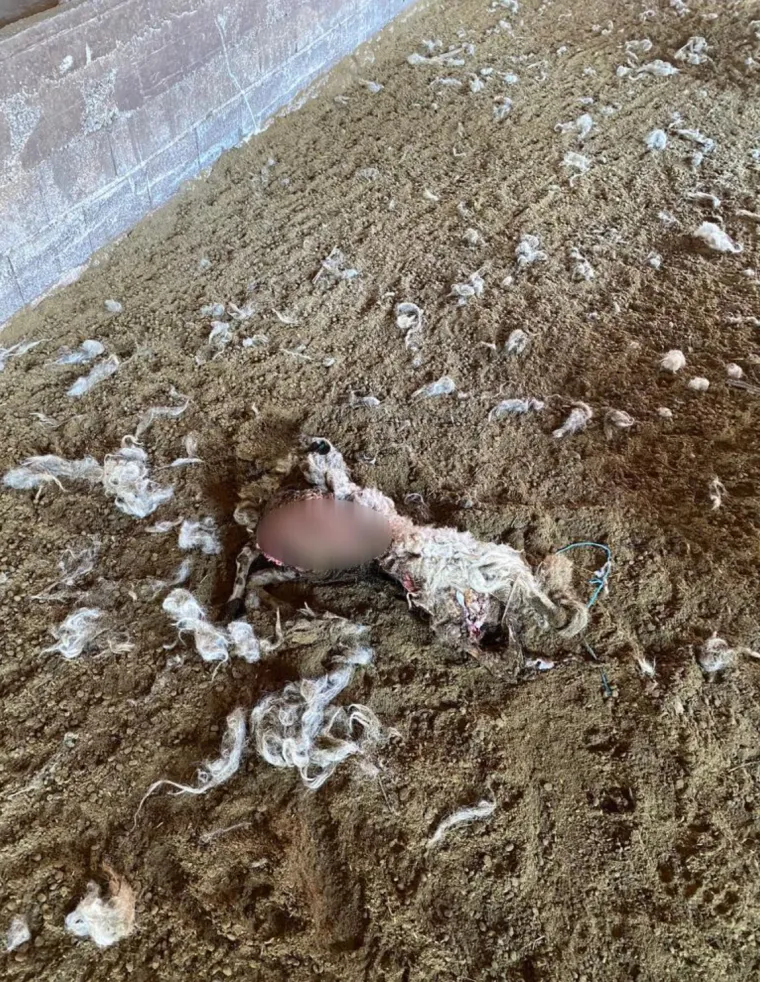 UZNEMIRUJUĆE Čopor vukova upao u &scaron;talu u Zagori i masakrirao ovce, prizori su stra&scaron;ni