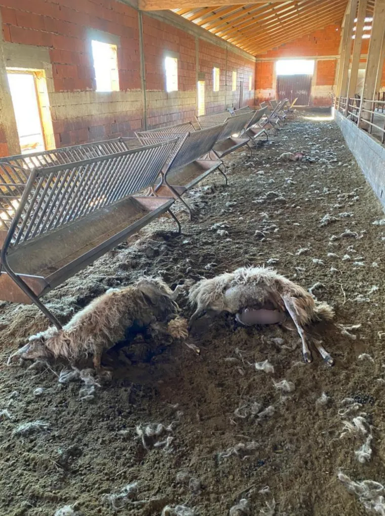 UZNEMIRUJUĆE Čopor vukova upao u &scaron;talu u Zagori i masakrirao ovce, prizori su stra&scaron;ni