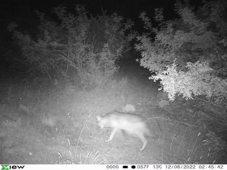 UZNEMIRUJUĆE Čopor vukova upao u &scaron;talu u Zagori i masakrirao ovce, prizori su stra&scaron;ni