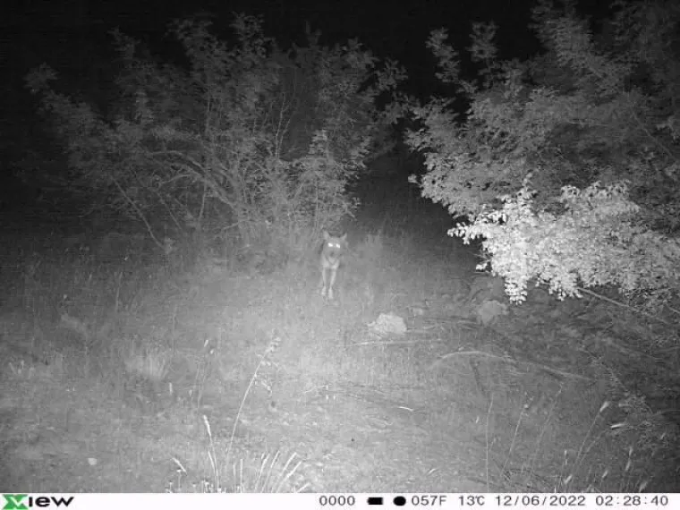 UZNEMIRUJUĆE Čopor vukova upao u &scaron;talu u Zagori i masakrirao ovce, prizori su stra&scaron;ni