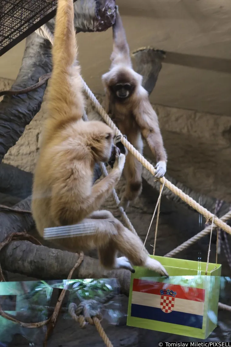 Stanovnici Zoološkog vrta prognozirali rezultat današnje utakmice. Slažete li se s njima?