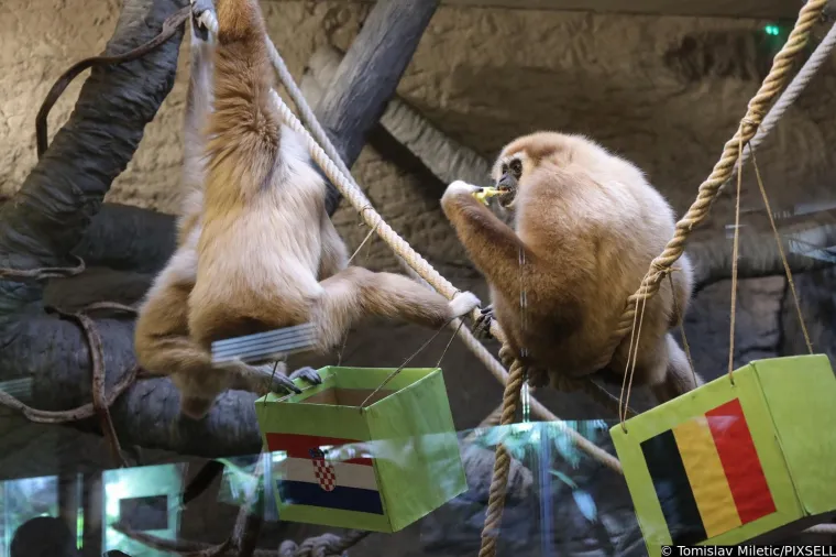 Stanovnici Zoološkog vrta prognozirali rezultat današnje utakmice. Slažete li se s njima?