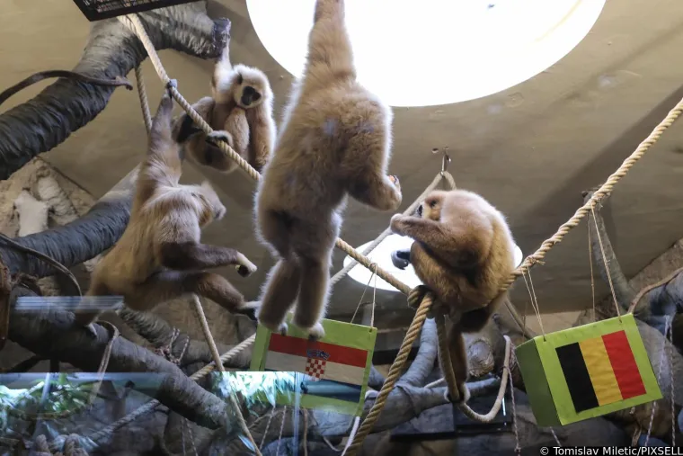 Stanovnici Zoološkog vrta prognozirali rezultat današnje utakmice. Slažete li se s njima?