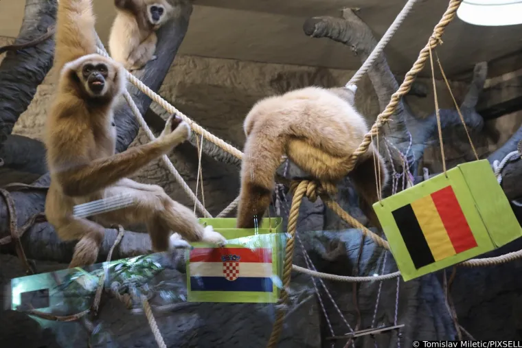 Stanovnici Zoološkog vrta prognozirali rezultat današnje utakmice. Slažete li se s njima?