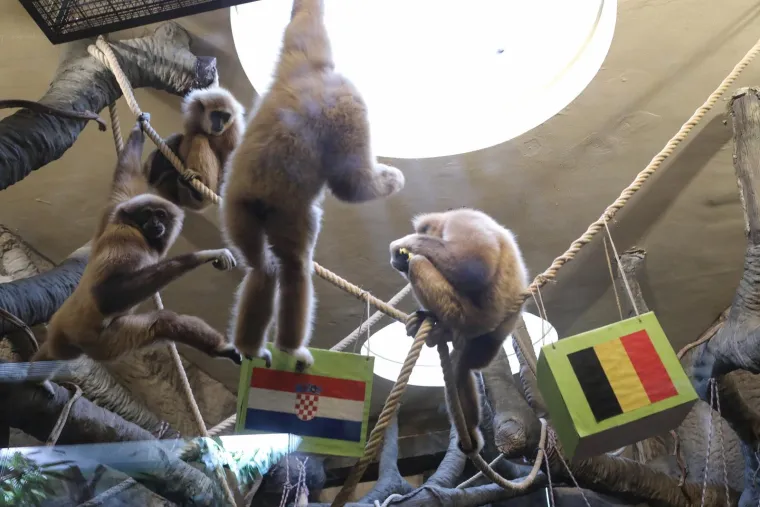 Pogledajte kako je gibon Kent prognozirao pobjednika današnje utakmice Vatrenih i Belgije!