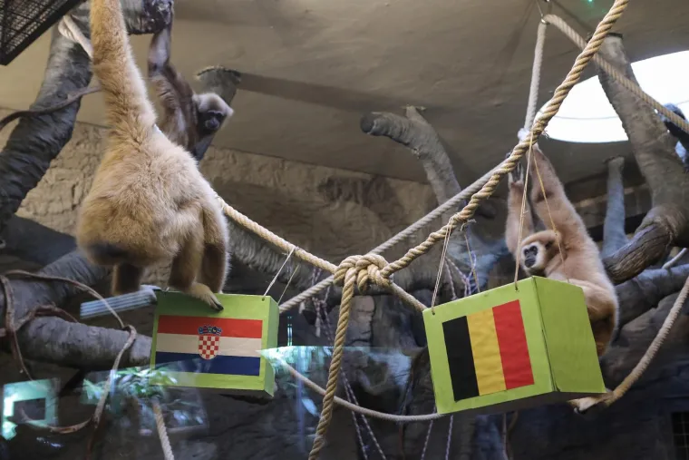 Pogledajte kako je gibon Kent prognozirao pobjednika današnje utakmice Vatrenih i Belgije!