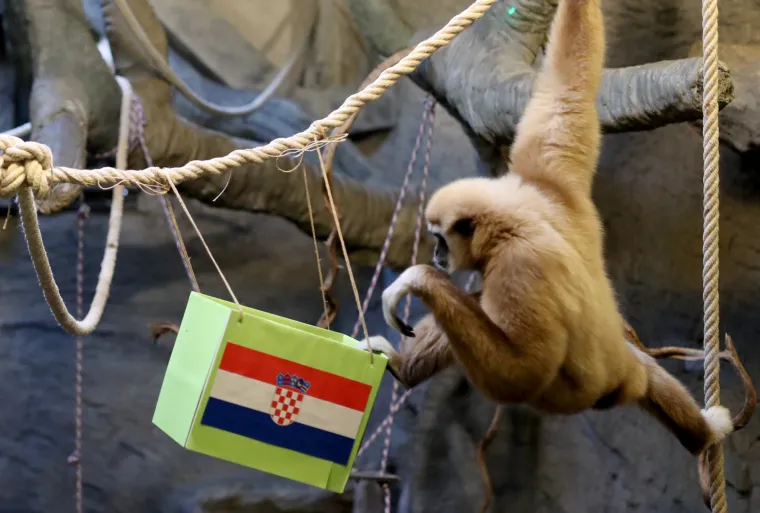 Gibon Kent odabrao pobjednika između Vatrenih i Brazila! Bojite li se pogledati?
