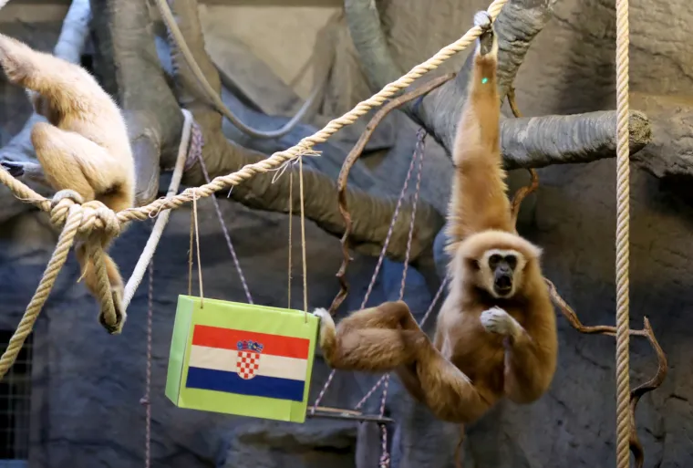 Gibon Kent odabrao pobjednika između Vatrenih i Brazila! Bojite li se pogledati?