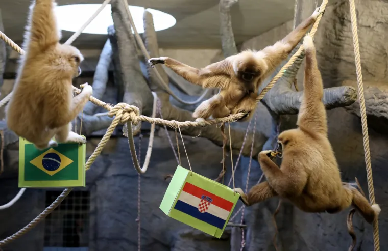 Gibon Kent odabrao pobjednika između Vatrenih i Brazila! Bojite li se pogledati?