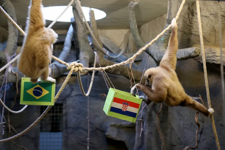 Gibon Kent odabrao pobjednika između Vatrenih i Brazila! Bojite li se pogledati?