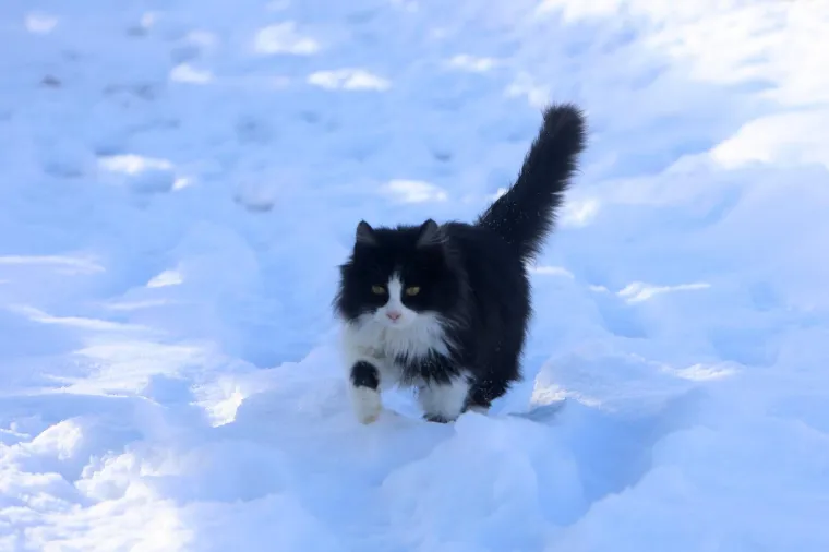 Napokon prave zimske slike, Kuterevo se zabijelilo, pogledajte idilu i odmorite oči