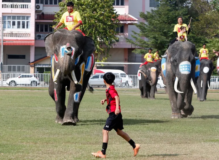 Slonovi na Tajlandu zaigrali nogomet, a na jednom se našao i hrvatski grb: Pogledajte kako su se snašli