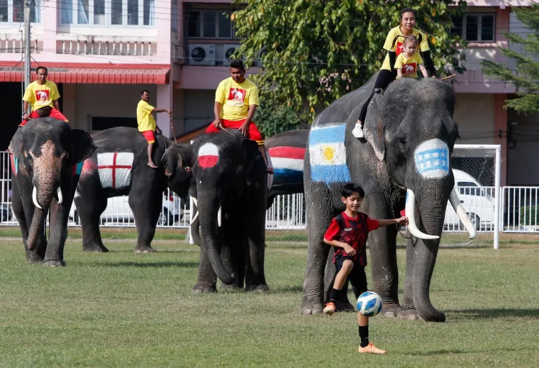 Slonovi na Tajlandu zaigrali nogomet, a na jednom se našao i hrvatski grb: Pogledajte kako su se snašli