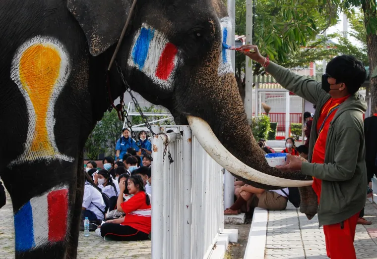 Slonovi na Tajlandu zaigrali nogomet, a na jednom se našao i hrvatski grb: Pogledajte kako su se snašli