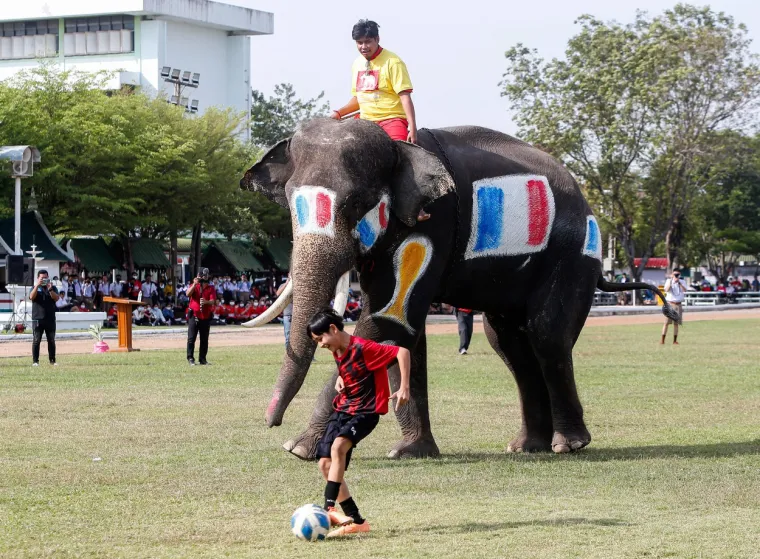 Slonovi na Tajlandu zaigrali nogomet, a na jednom se našao i hrvatski grb: Pogledajte kako su se snašli