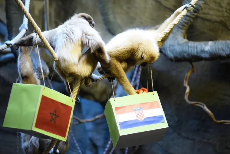 FOTO Gibon Kent u ZOO-u u Zagrebu opet na strani Hrvatske. Hoće li ovaj put biti u pravu?