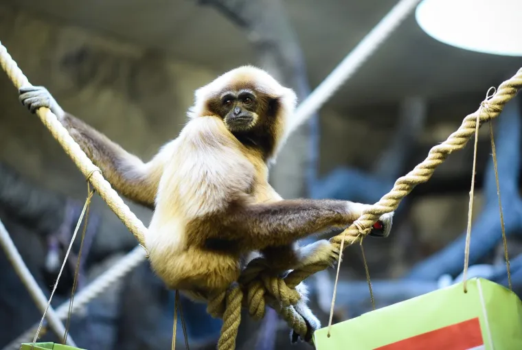 FOTO Gibon Kent u ZOO-u u Zagrebu opet na strani Hrvatske. Hoće li ovaj put biti u pravu?
