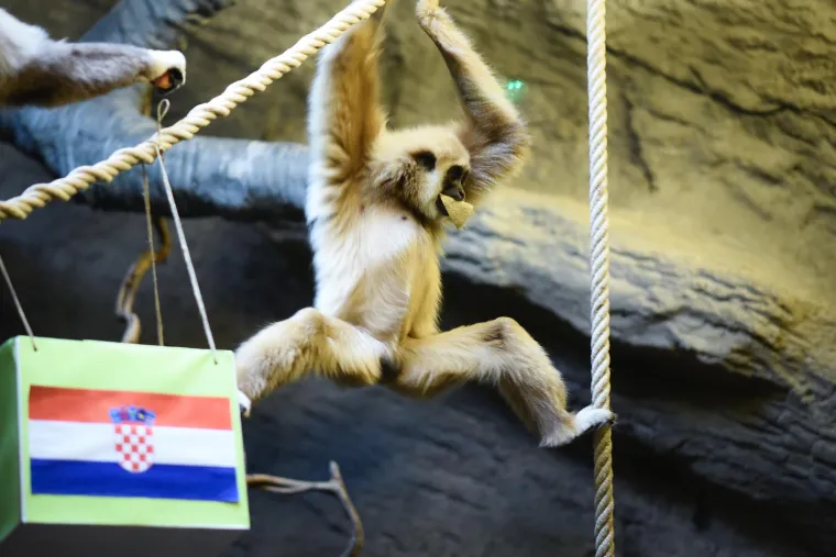 FOTO Gibon Kent u ZOO-u u Zagrebu opet na strani Hrvatske. Hoće li ovaj put biti u pravu?