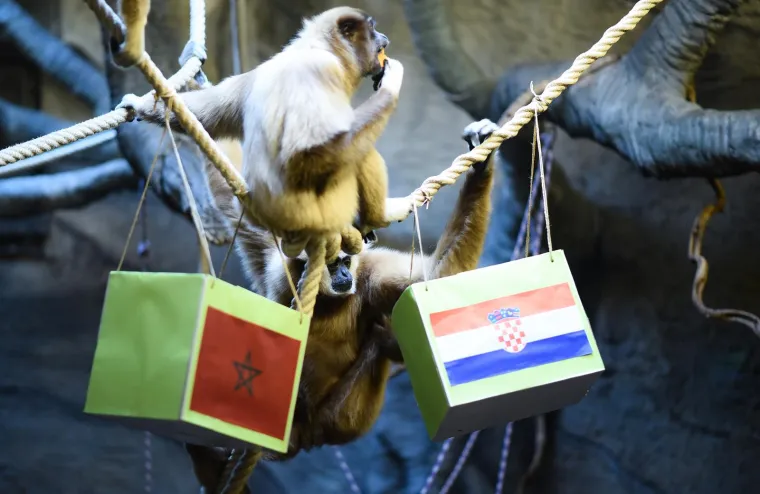 FOTO Gibon Kent u ZOO-u u Zagrebu opet na strani Hrvatske. Hoće li ovaj put biti u pravu?