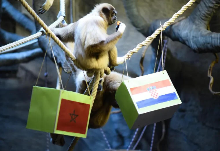 FOTO Gibon Kent u ZOO-u u Zagrebu opet na strani Hrvatske. Hoće li ovaj put biti u pravu?