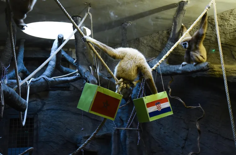 FOTO Gibon Kent u ZOO-u u Zagrebu opet na strani Hrvatske. Hoće li ovaj put biti u pravu?