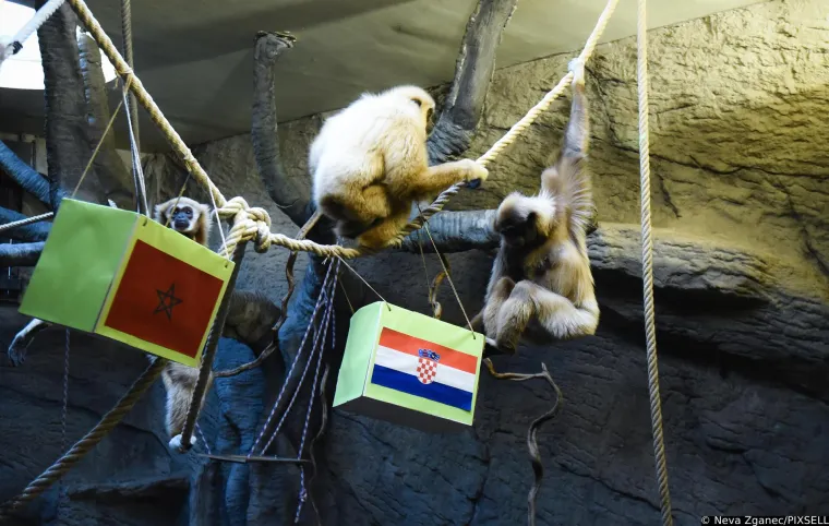 Gibon Kent prognozirao tko će odnijeti broncu: 'Bilo je dosta kontroverzi u javnosti oko njegovog zadnjeg izbora'