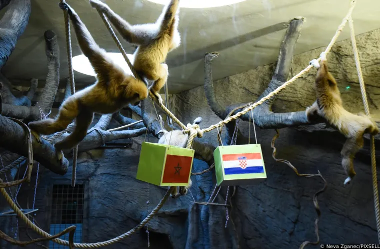 Gibon Kent prognozirao tko će odnijeti broncu: 'Bilo je dosta kontroverzi u javnosti oko njegovog zadnjeg izbora'