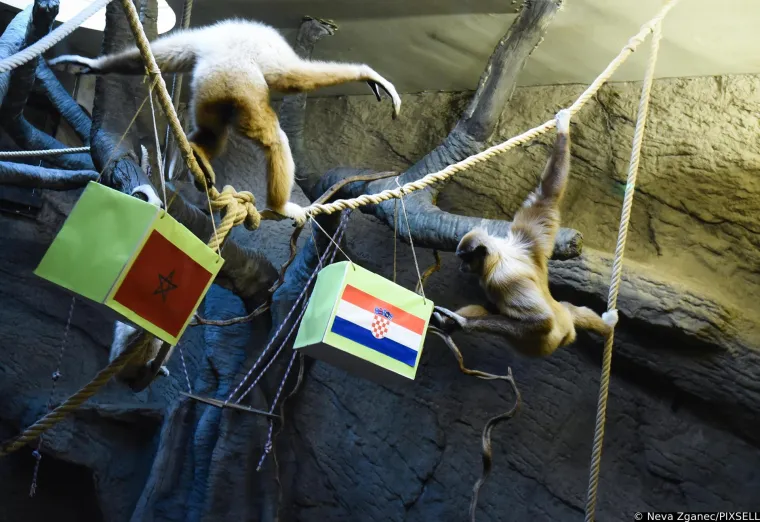 Gibon Kent prognozirao tko će odnijeti broncu: 'Bilo je dosta kontroverzi u javnosti oko njegovog zadnjeg izbora'