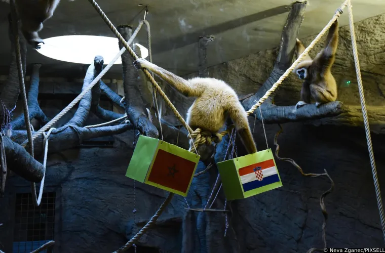 Gibon Kent prognozirao tko će odnijeti broncu: 'Bilo je dosta kontroverzi u javnosti oko njegovog zadnjeg izbora'