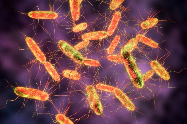 U međuvremenu, salmonela i listeria su vrste bakterija koje mogu uzrokovati trovanje hranom, u vrlo rijetkim slučajevima mogu biti smrtonosne ako zaraze dojenčad, starije odrasle osobe ili osobe s kompromitiranim imunološkim sustavom.