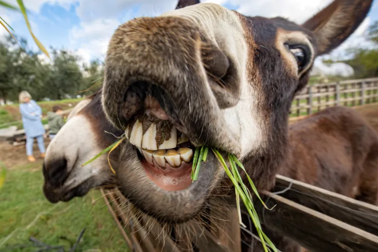 Vodnjan -  Tovar gu&scaron;ta u travi