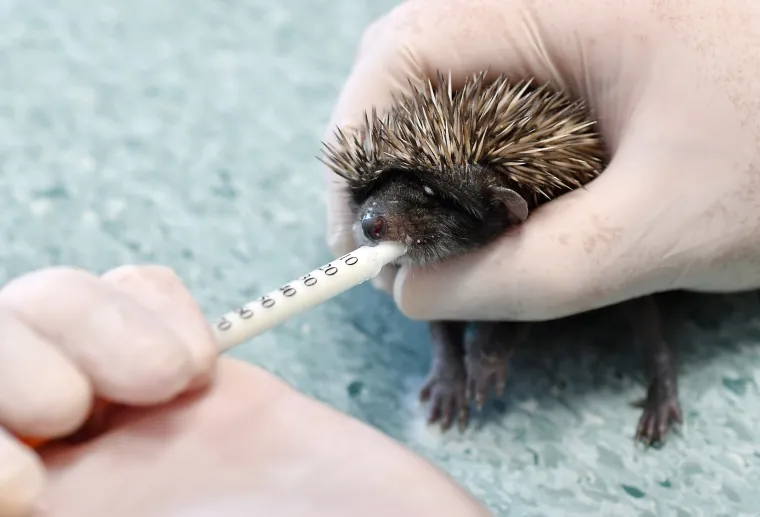 Zagreb - Nakon &scaron;to im je mama umrla, mali ježevi oporavljaju se u veterinarskoj ambulanti u sklopu ZOO-a u Zagrebu