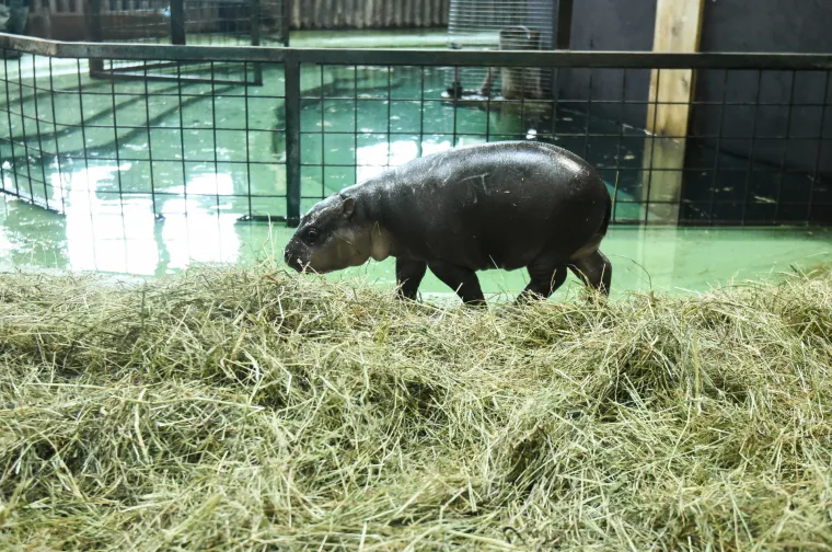 Slatka prinova u zagrebačkom zoološkom: Patuljasti vodenkonj još nema ime, možete sudjelovati u odabiru