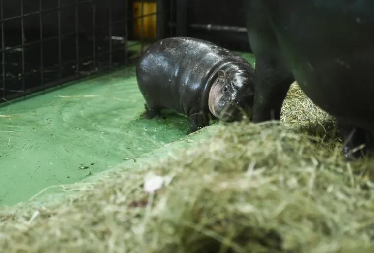 Slatka prinova u zagrebačkom zoološkom: Patuljasti vodenkonj još nema ime, možete sudjelovati u odabiru