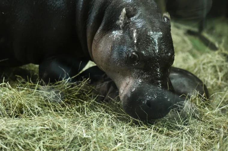 Slatka prinova u zagrebačkom zoološkom: Patuljasti vodenkonj još nema ime, možete sudjelovati u odabiru