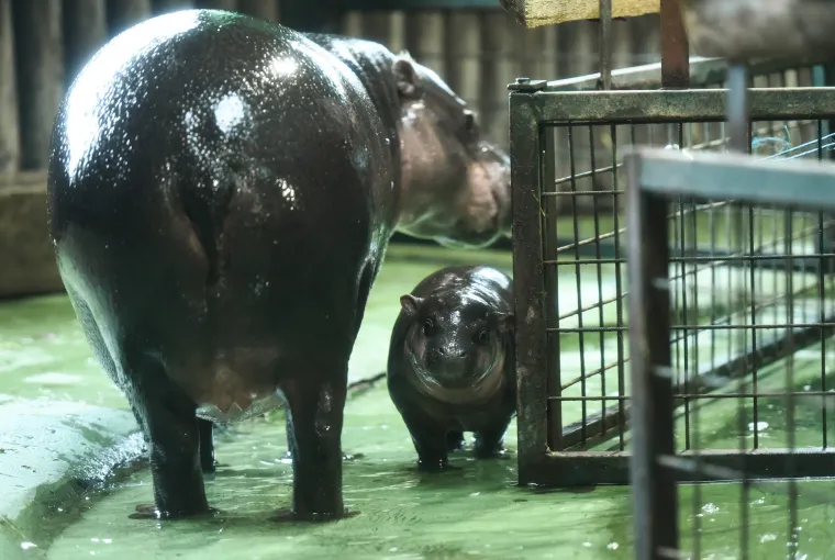 Slatka prinova u zagrebačkom zoološkom: Patuljasti vodenkonj još nema ime, možete sudjelovati u odabiru