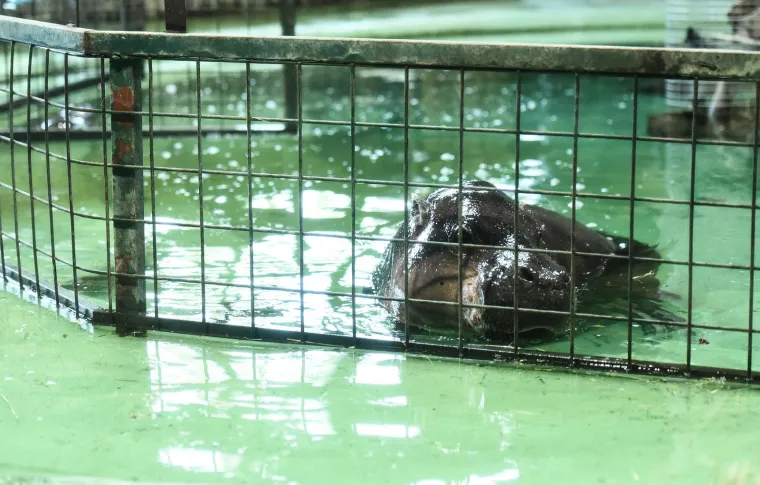 Ovo je novi član obitelji patuljastih vodenkonja u zagrebačkom Zoološkom vrtu