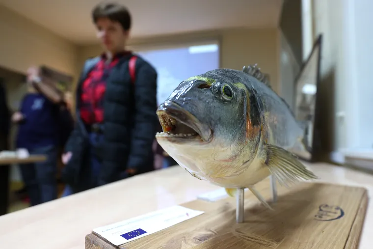 Veterinarski fakultet Sveučili&scaron;ta u Zagrebu
