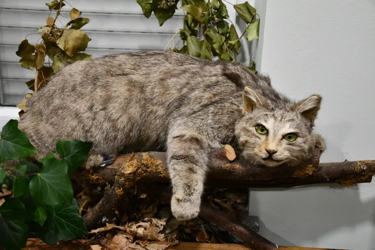 Noć muzeja u Slavonskom Bordu u Lovačkom muzeju Brodsko-posavske županije