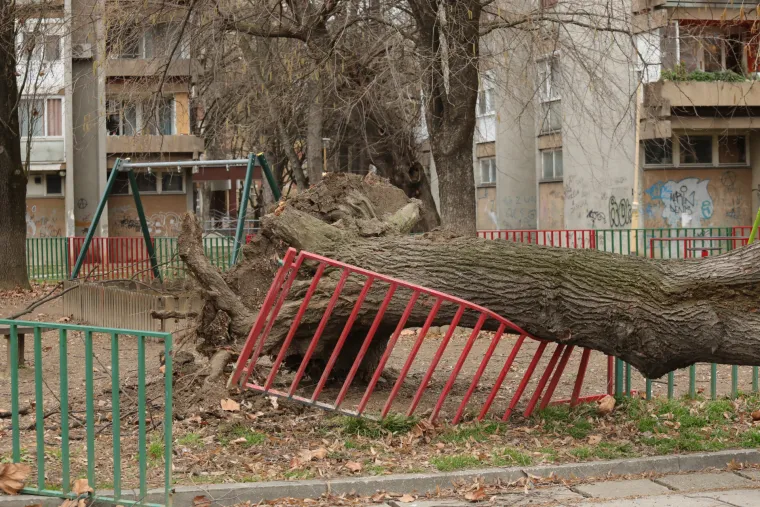 Strašni prizori: Pogledajte što je olujni vjetar učinio u Osijeku i Zagrebu. Rušio stabla, štandove, auta...