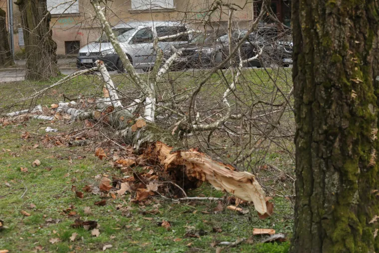 Strašni prizori: Pogledajte što je olujni vjetar učinio u Osijeku i Zagrebu. Rušio stabla, štandove, auta...