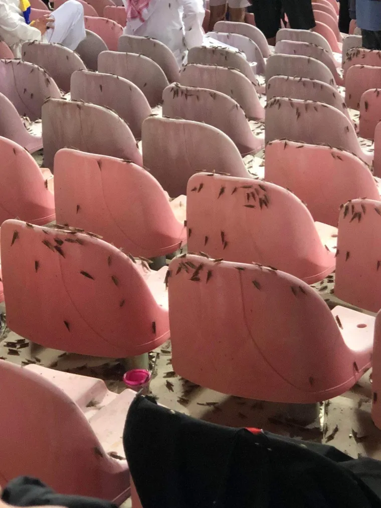 Dok je Portugalac briljirao na terenu, na tribinama se događalo ne&scaron;to jako čudno, pi&scaron;e Marca u tekstu pod naslovom: 'biblijska kuga harala tribinama'. Naime, stotine skakavaca poharale su tribine i ometale gledatelje. Srećom, insekti su se povukli do poluvremena.