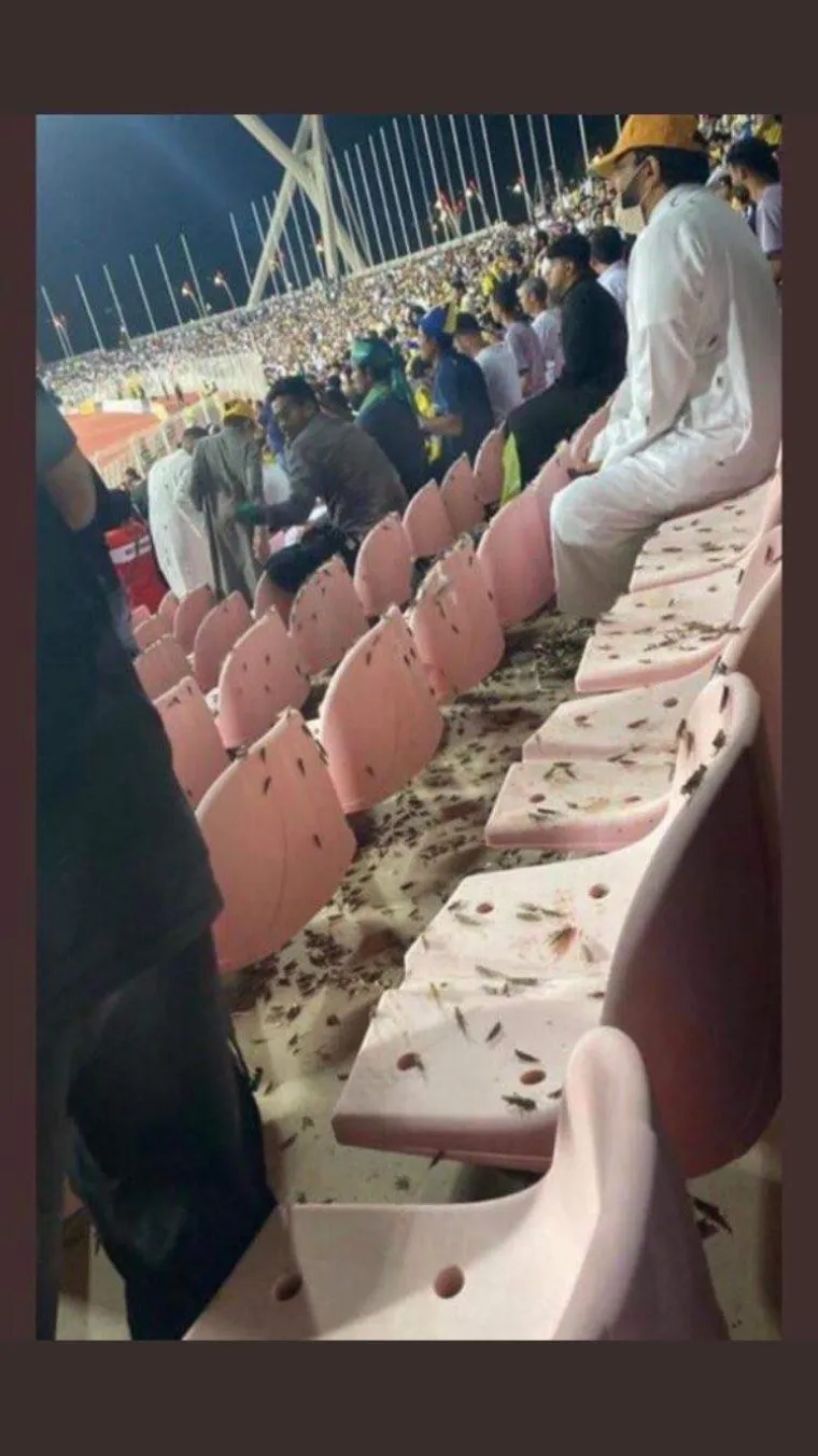 Obja&scaron;njenje najezde skakavaca vrlo je jednostavno, oni su vrsta koja migrira u potrazi za svježom travom, &scaron;to su očito prona&scaron;li na stadionu.
