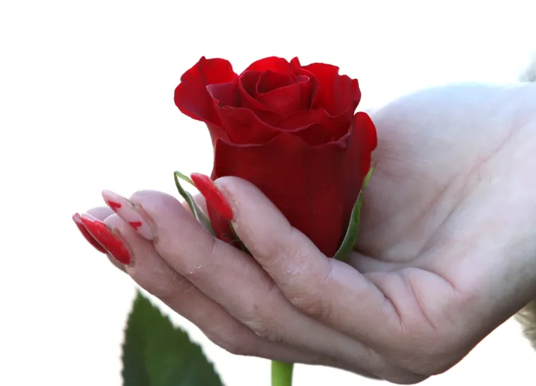 Dan je zaljubljenih, a &Scaron;ibenčani nisu zaboravili na svoje dame. Od ranog jutra kupuju cvijeće