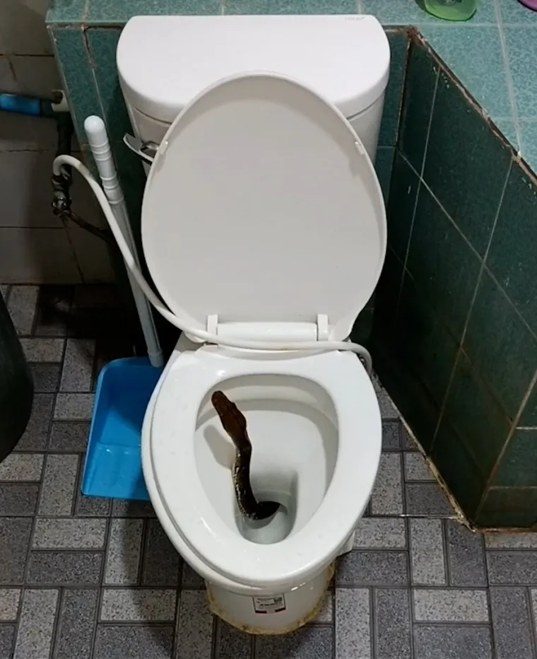 Tajlanđanin se spremao za spavanje pa uočio veliku zmiju. Virila je iz zahodske školjke