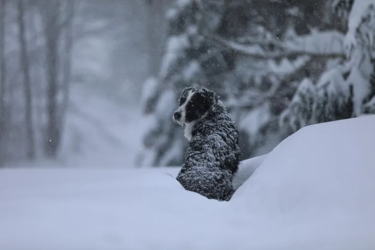 Dok su mnogi zapeli u snijegu, njega ba&scaron; briga! Ovaj preslatki psić uživao je snježnim radostima