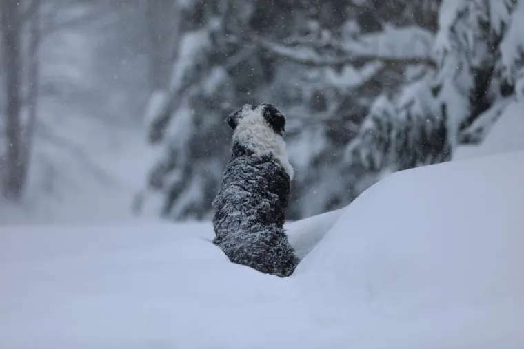 Dok su mnogi zapeli u snijegu, njega ba&scaron; briga! Ovaj preslatki psić uživao je snježnim radostima