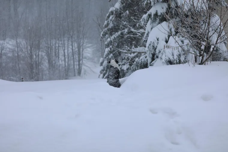 Dok su mnogi zapeli u snijegu, njega ba&scaron; briga! Ovaj preslatki psić uživao je snježnim radostima