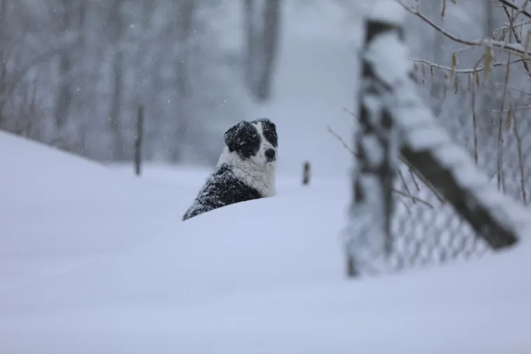 Dok su mnogi zapeli u snijegu, njega ba&scaron; briga! Ovaj preslatki psić uživao je snježnim radostima