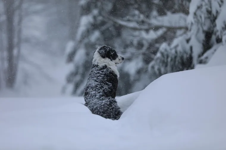 Dok su mnogi zapeli u snijegu, njega ba&scaron; briga! Ovaj preslatki psić uživao je snježnim radostima